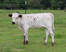 CTA CALUSA SUMMER TREATY