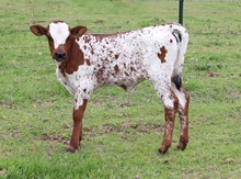 CTA COCO C