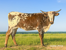 CTA MAHINA PEARL